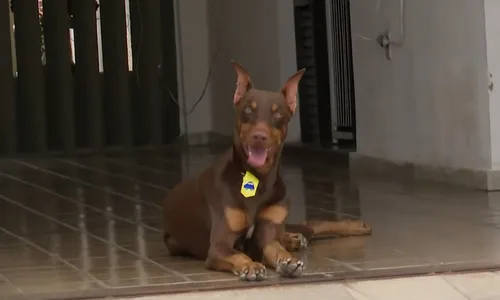 
                                        
                                            ‘Cão policial’ morde suspeito e impede assalto em João Pessoa; assista
                                        
                                        