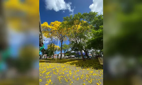 
				
					Ipê-amarelo: conheça a árvore símbolo de João Pessoa
				
				