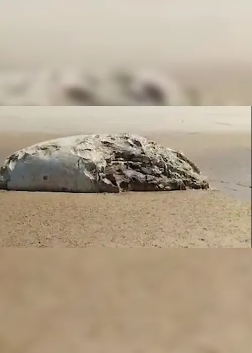 
                                        
                                            Carcaça de baleia é encontrada na Praia do Sol, em João Pessoa
                                        
                                        