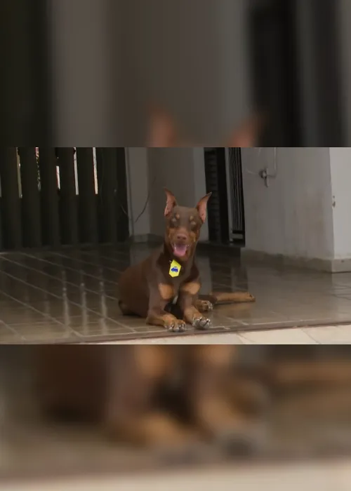 
                                        
                                            ‘Cão policial’ morde suspeito e impede assalto em João Pessoa; assista
                                        
                                        