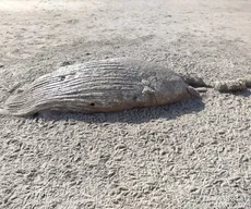 Carcaças de cachalote e baleia-jubarte são encontradas em praias da Paraíba