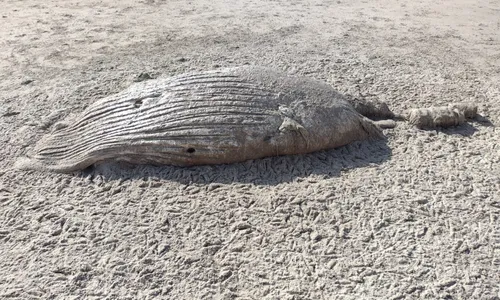 
                                        
                                            Carcaças de cachalote e baleia-jubarte são encontradas em praias da Paraíba
                                        
                                        