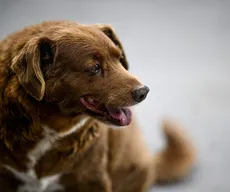 Morre Bobi, o cão mais velho do mundo