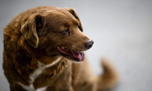 
                                        
                                            Morre Bobi, o cão mais velho do mundo
                                        
                                        