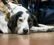 Lei autoriza que pessoas com autismo sejam acompanhados de animais de suporte emocional em estabelecimentos e transporte na PB