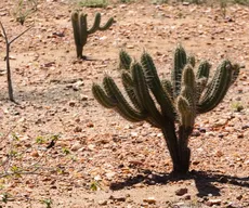 Evento em João Pessoa vai debater políticas públicas de combate à desertificação no semiárido nordestino