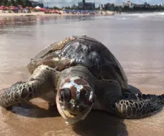 Tartaruga marinha é encontrada morta nesta quinta-feira (2) no litoral de João Pessoa