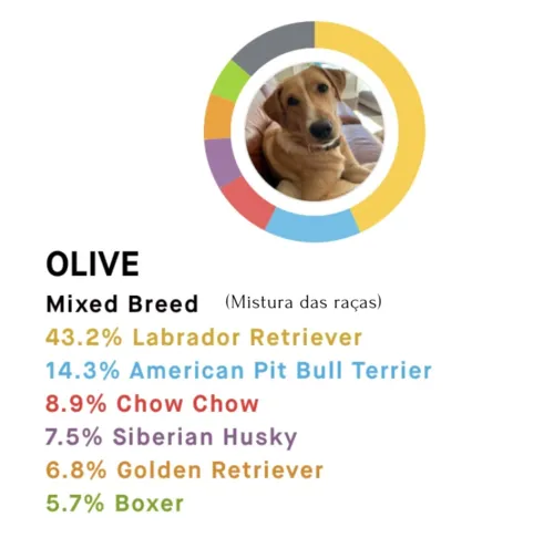 
				
					Teste de DNA para cães: o impacto da genética na saúde dos animais
				
				