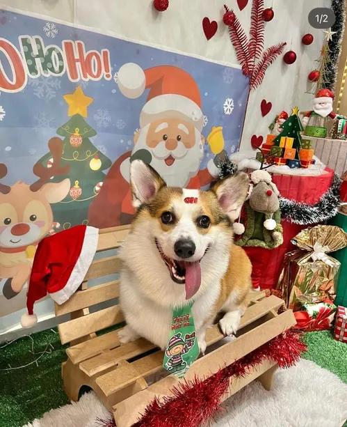 
				
					Roupas de Natal para pets, pijama natalino e pipoca verde e vermelha encantam apaixonados pela época
				
				