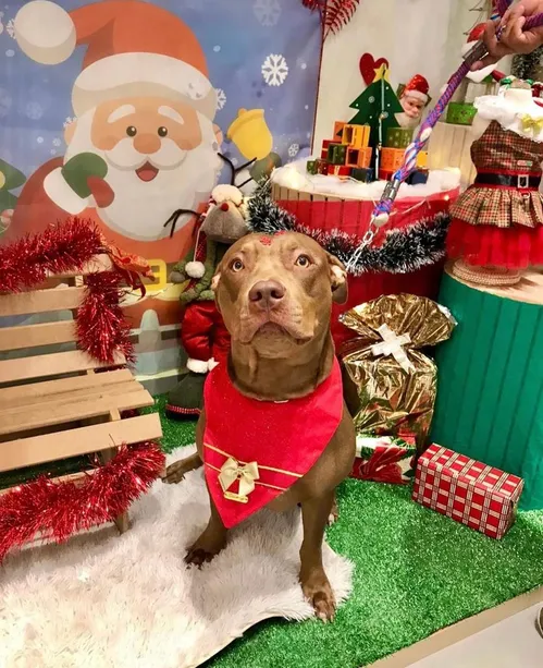 
				
					Roupas de Natal para pets, pijama natalino e pipoca verde e vermelha encantam apaixonados pela época
				
				