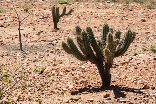 
				
					Ignorância política impede combate à desertificação, avalia Catão
				
				