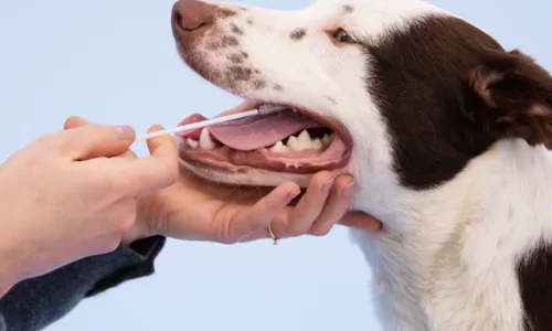 
                                        
                                            Teste de DNA para cães: o impacto da genética na saúde dos animais
                                        
                                        