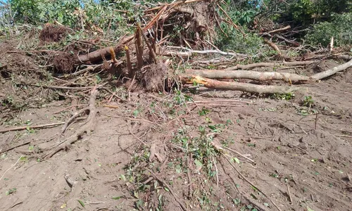 
                                        
                                            Território Tabajara: Justiça manda suspender obra em área que está em processo de demarcação
                                        
                                        