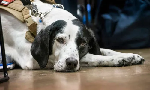 
                                        
                                            Lei autoriza que pessoas com autismo sejam acompanhados de animais de suporte emocional em estabelecimentos e transporte na PB
                                        
                                        