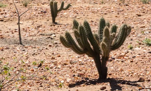 
                                        
                                            Evento em João Pessoa vai debater políticas públicas de combate à desertificação no semiárido nordestino
                                        
                                        