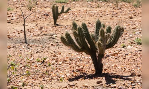 
				
					Ignorância política impede combate à desertificação, avalia Catão
				
				