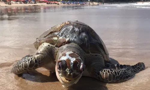 
                                        
                                            Tartaruga marinha é encontrada morta nesta quinta-feira (2) no litoral de João Pessoa
                                        
                                        