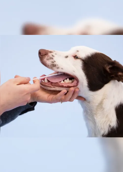 
                                        
                                            Teste de DNA para cães: o impacto da genética na saúde dos animais
                                        
                                        