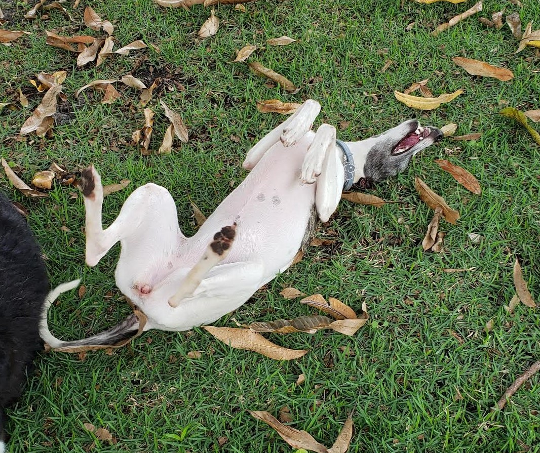 
				
					Cão urbano ou matuto?
				
				