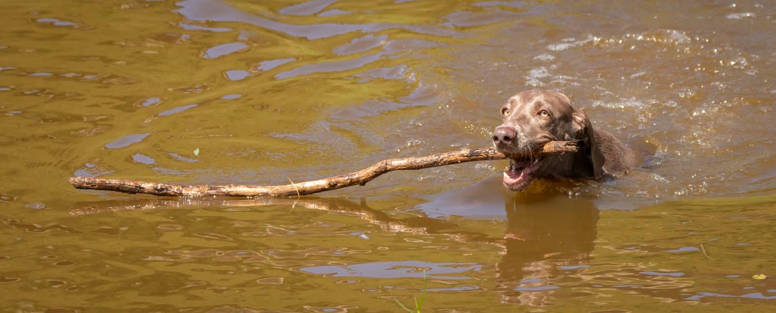 
				
					Cão urbano ou matuto?
				
				