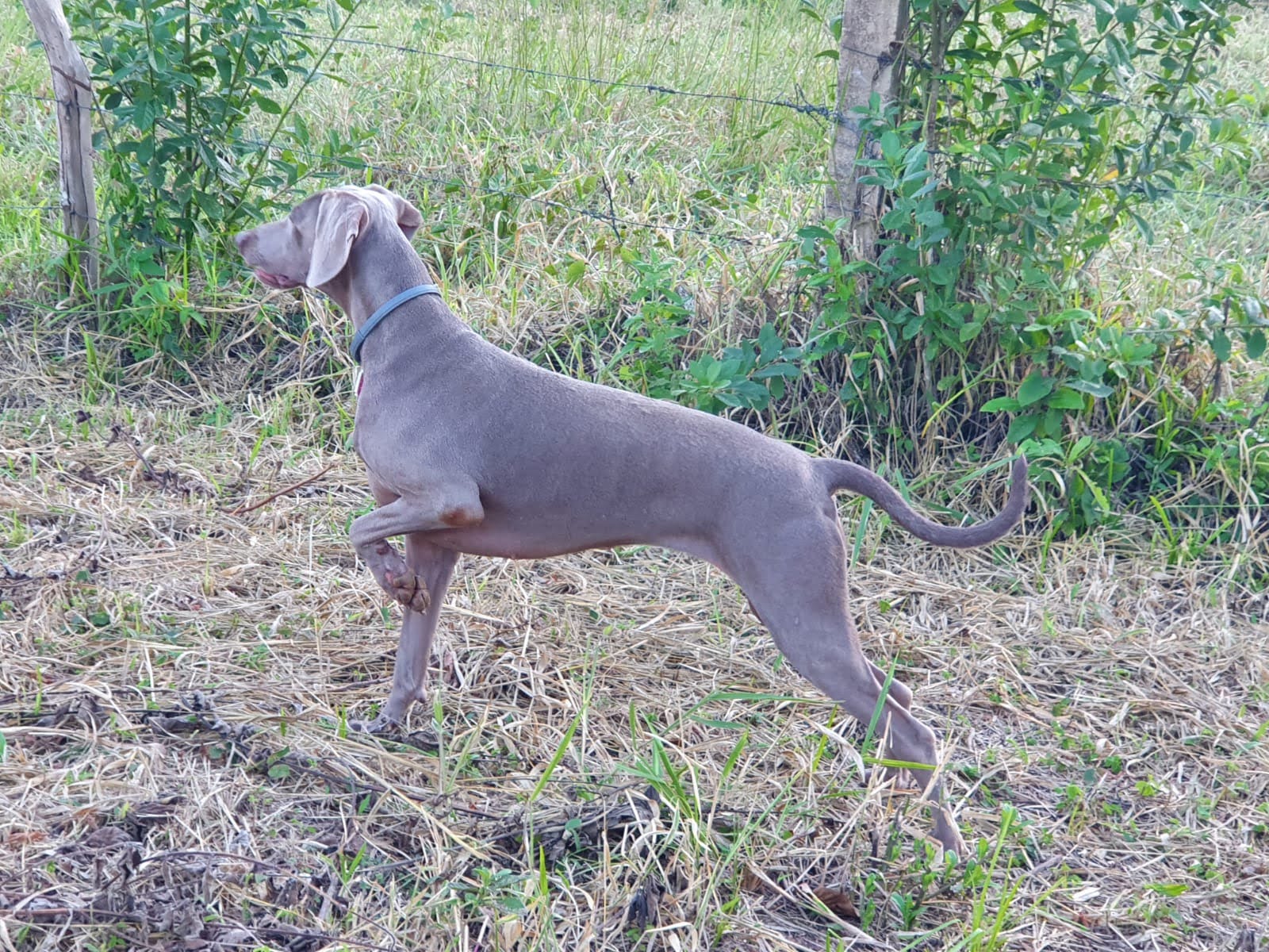 
				
					Cão urbano ou matuto?
				
				