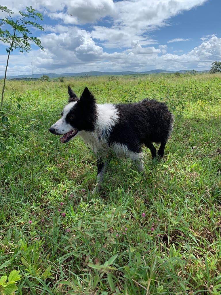 
				
					Cão urbano ou matuto?
				
				