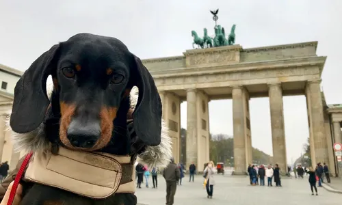 
                                        
                                            Vida de cão na Alemanha: regras que melhoram a qualidade da vida canina
                                        
                                        