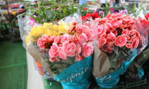 
                                        
                                            Feira de Flores de Holambra em João Pessoa
                                        
                                        