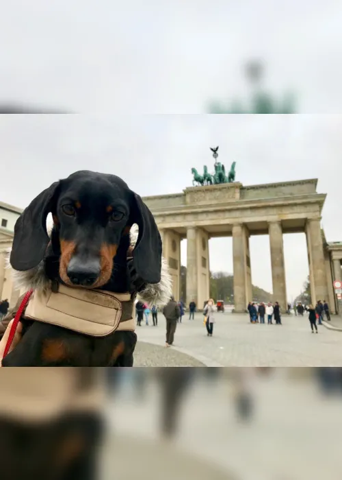 
                                        
                                            Vida de cão na Alemanha: regras que melhoram a qualidade da vida canina
                                        
                                        