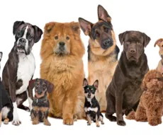 Por que a adoção de cães de raça é tão disputada?