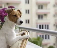 O que diz a lei sobre a permanência de cães em condomínios