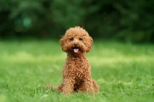 
				
					Raças de cachorro: Veja as 10 mais famosas do mundo!
				
				