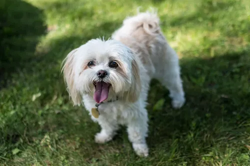 
				
					Raças de cachorro: Veja as 10 mais famosas do mundo!
				
				