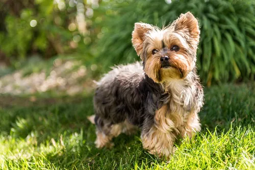 
				
					Raças de cachorro: Veja as 10 mais famosas do mundo!
				
				