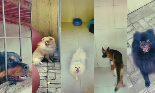 
                                        
                                            Mais de 3 mil pessoas mostram interesse em adotar cães e gatos do padre Egídio; vídeo
                                        
                                        