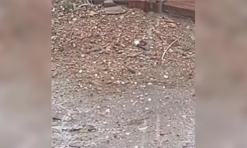 
				
					Chuvas no Sertão: granizo e ventania com destruição são registrados
				
				