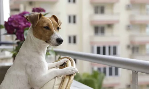 
                                        
                                            O que diz a lei sobre a permanência de cães em condomínios
                                        
                                        