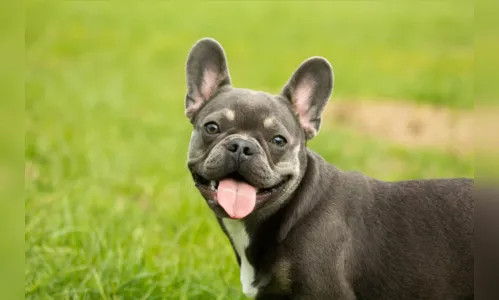 
				
					Raças de cachorro: Veja as 10 mais famosas do mundo!
				
				