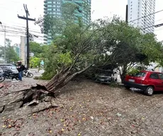 Tempestade e ventania derrubaram pelo menos 82 árvores em João Pessoa