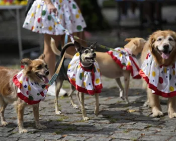 3 razões para não levar seu cão para blocos de Carnaval