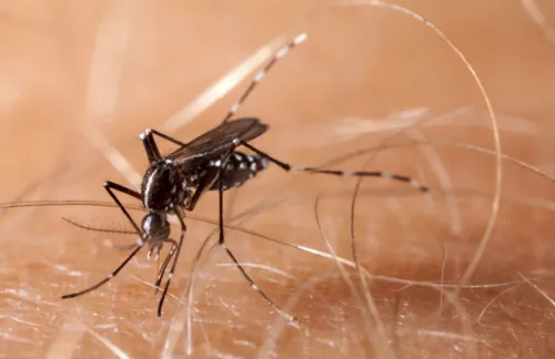 
				
					Paraíba distribui vacinas contra a dengue nesta quinta-feira (15)
				
				