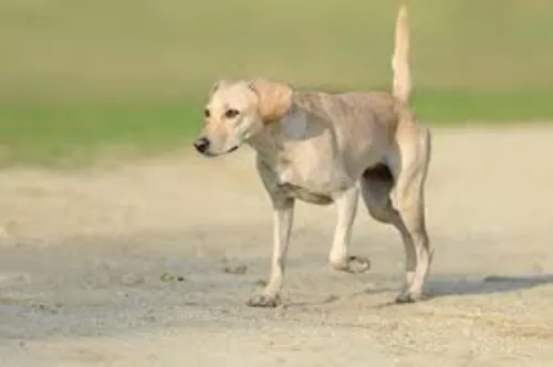 
				
					Cães atacam do nada: falso ou verdadeiro?
				
				