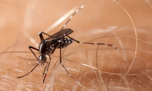 
                                        
                                            Secretaria de Saúde da Paraíba registra morte suspeita por dengue e investiga o caso
                                        
                                        