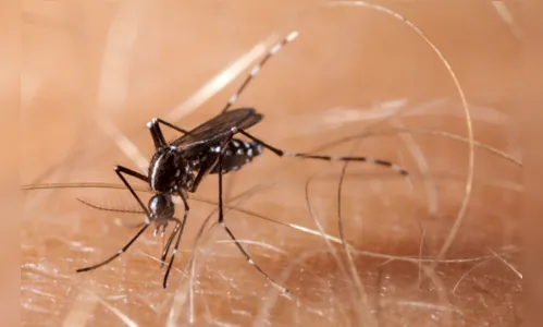 
				
					Paraíba distribui vacinas contra a dengue nesta quinta-feira (15)
				
				