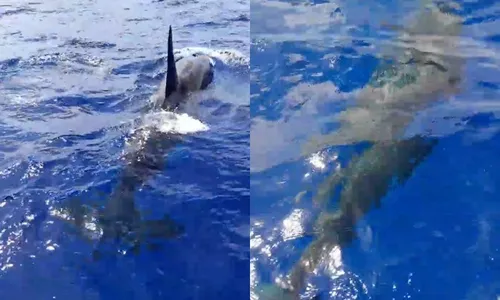 
                                        
                                            Orcas em João Pessoa? Especialistas divergem sobre mamíferos marinhos avistados perto da costa
                                        
                                        