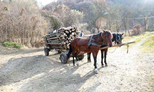 
                                        
                                            Justiça determina que Prefeitura de Campina Grande apresente plano para acabar com transporte de tração animal
                                        
                                        