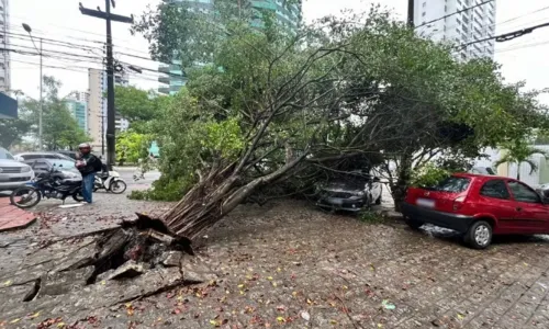 
                                        
                                            Tempestade e ventania derrubaram pelo menos 82 árvores em João Pessoa
                                        
                                        