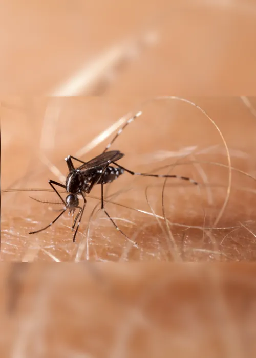 
                                        
                                            Casos prováveis de dengue na Paraíba em 2024 são mais que o dobro do mesmo período do ano passado
                                        
                                        