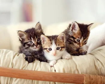 Raças de gatos: descubra as variedades e seus temperamentos