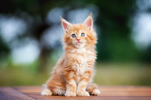 
				
					Raças de gatos: descubra as variedades e seus temperamentos
				
				